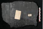 Foto (Detailansicht) von Sigillaria alternaus Lindl. et H. (NHMW-GEO-2024-0188-11047)